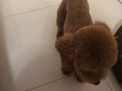 -利又安动物医院··老年病·猫科犬科·中兽医