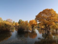 -金塔沙漠胡杨林景区