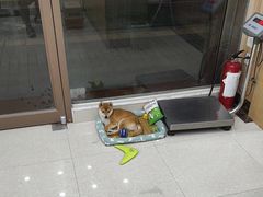 -瑞鹏宠物医院·夜间急症·心超·猫科(祖庙分店)