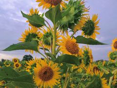 -汉长安城未央宫国家考古遗址公园