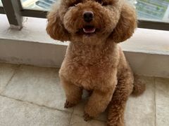 -多乐狗狗宠物训练工作室