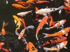 -南宫五洲植物乐园