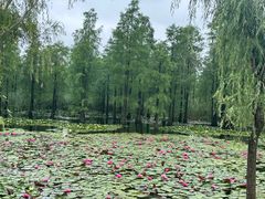 -池杉湖湿地公园