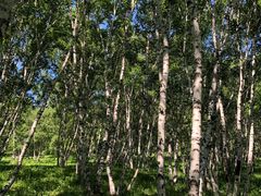 -乌兰布统景区-白桦林