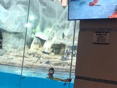 -帝企鹅自助餐厅•儿童岛•真企鹅(长隆企鹅酒店)