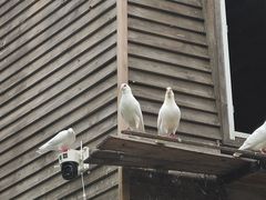 -长白岛森林公园