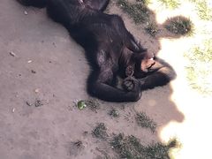 -西霞口神雕山野生动物世界