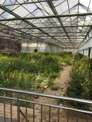-蓝呗呗蓝莓草莓采摘园(通州区马驹桥店)