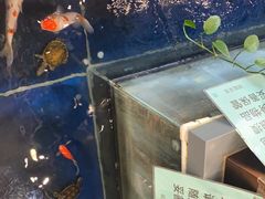 -洞庭家宴·头牌甲鱼(广渠门店)