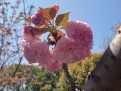 -高东镇樱花园