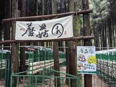 -武陵山森林公园