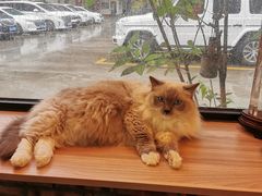 -豆逗聊愈猫阁Easy Life