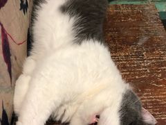 -猫咪博物馆(顶澳仔猫街店)