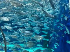 -上海海洋水族馆