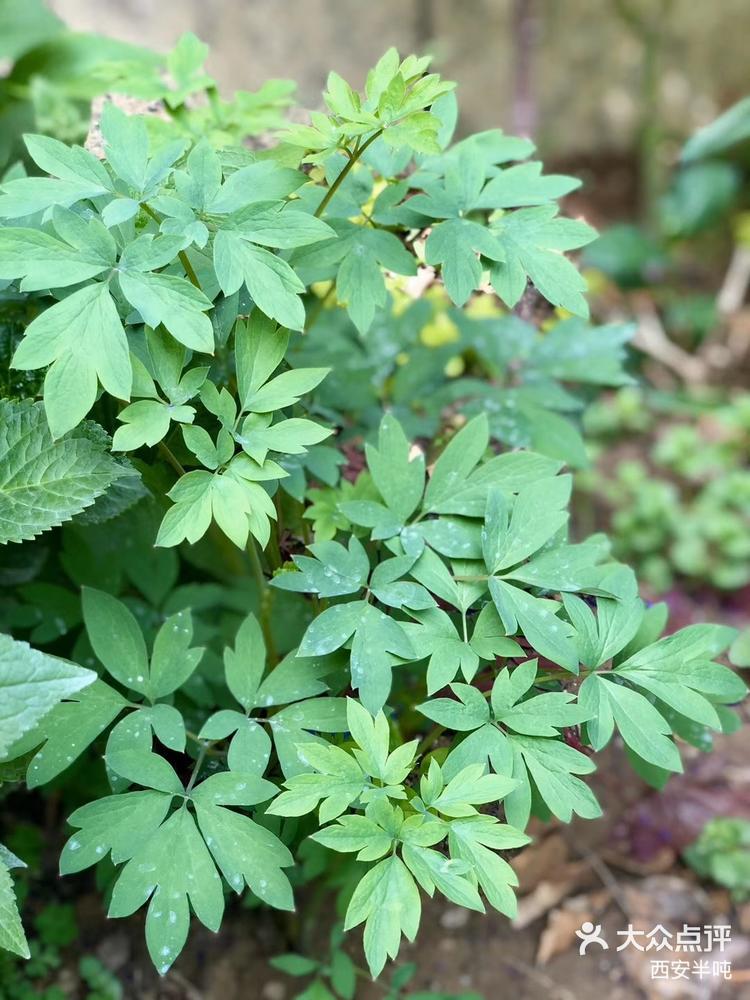 阴生植物叶片图片