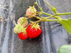 -胜丰草莓采摘园