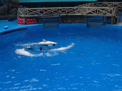 -海合安成都极地海洋公园