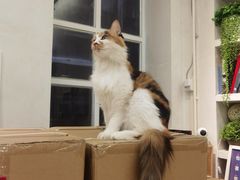 -玫瑰咖啡(中山六路店)