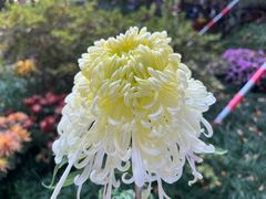 -杭州植物园