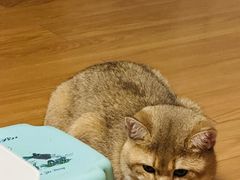 -伟伟宠物医院·CT影像中心·瑞派犬猫综合性门诊(汉口总院)