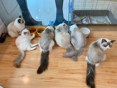 -momokira米努特·德文卷毛猫·棉花面纱犬