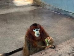 -大连森林动物园