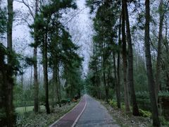 -合肥滨湖国家森林公园