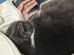 -创凡宠物医院·骨专科  猫科中心(西乡分院)