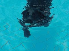 -帕帕拉兹宠物(亚洲旗舰店)