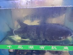 -全乐鱼馆·淳牌有机鱼直营店