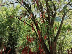 -广州白江湖森林公园