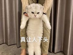 -欣宠猫屋·矮脚拿破仑·蓝金金渐层