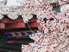 -桃花堤公园