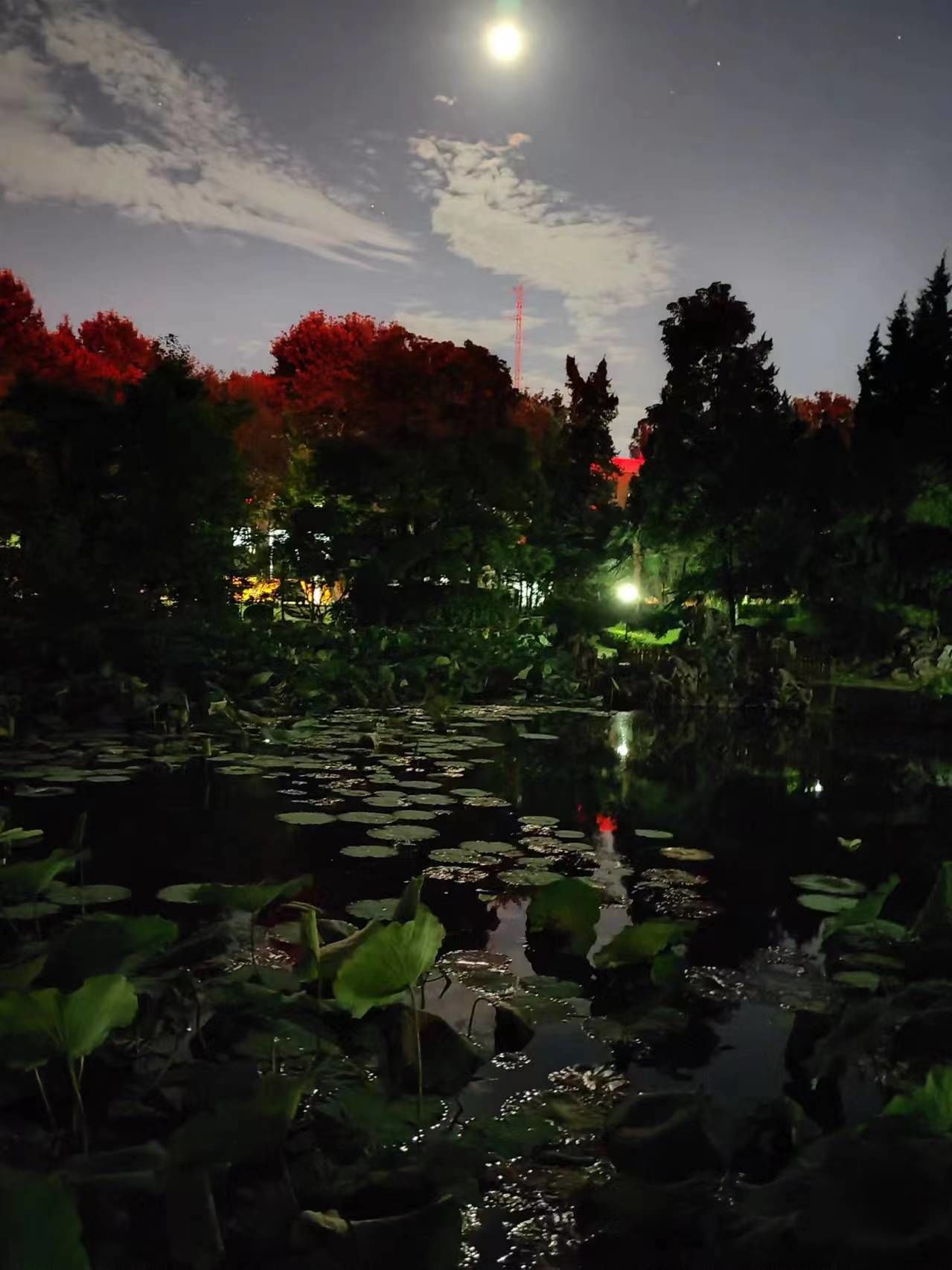 月夜荷塘