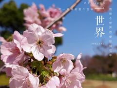 -顾村公园