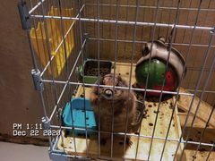 -猫色咖啡·猫咖