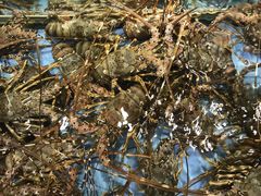 -宜宾海鲜酒家·三十年老字号