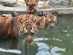-深圳野生动物园