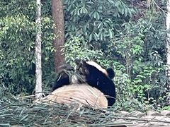 -中国大熊猫保护研究中心雅安碧峰峡基地