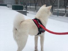 -全心全意连锁动物医院(加州店)