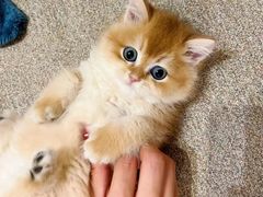 -欣宠猫屋·矮脚拿破仑·蓝金金渐层