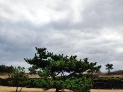 -涉地可支