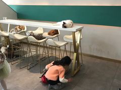 -飞行喵MR PILOT|猫舍·猫咖(静安大融城店)