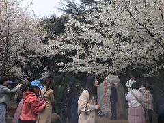 -武汉大学-樱园