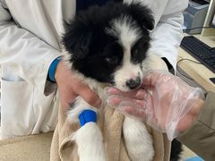 -宠颐生嘉德动物医院