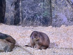 -正佳雨林生态植物园