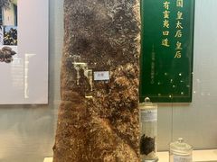 -广东中医药博物馆