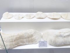 -贝壳王国博物馆