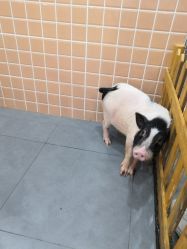 -Moni星球萌宠·小马宝莉·灵蛇·高端高阶全萌宠互动体验俱乐部(红豆国际广场店)