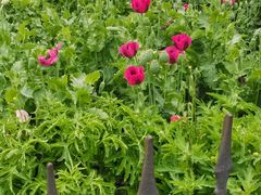 -国家植物园南园